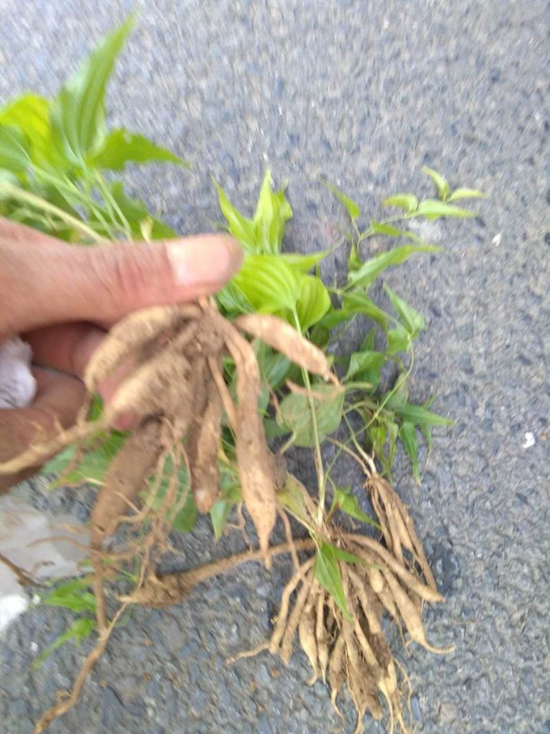 百部苗山地百部露天育苗