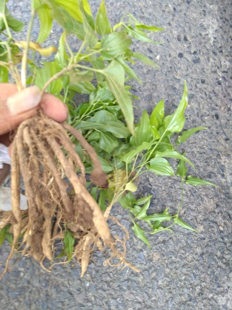 百部苗山地百部露天育苗