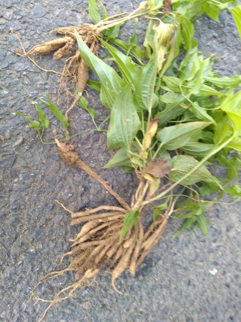 百部苗山地百部露天育苗