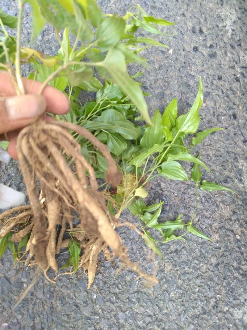 百部苗山地百部露天育苗