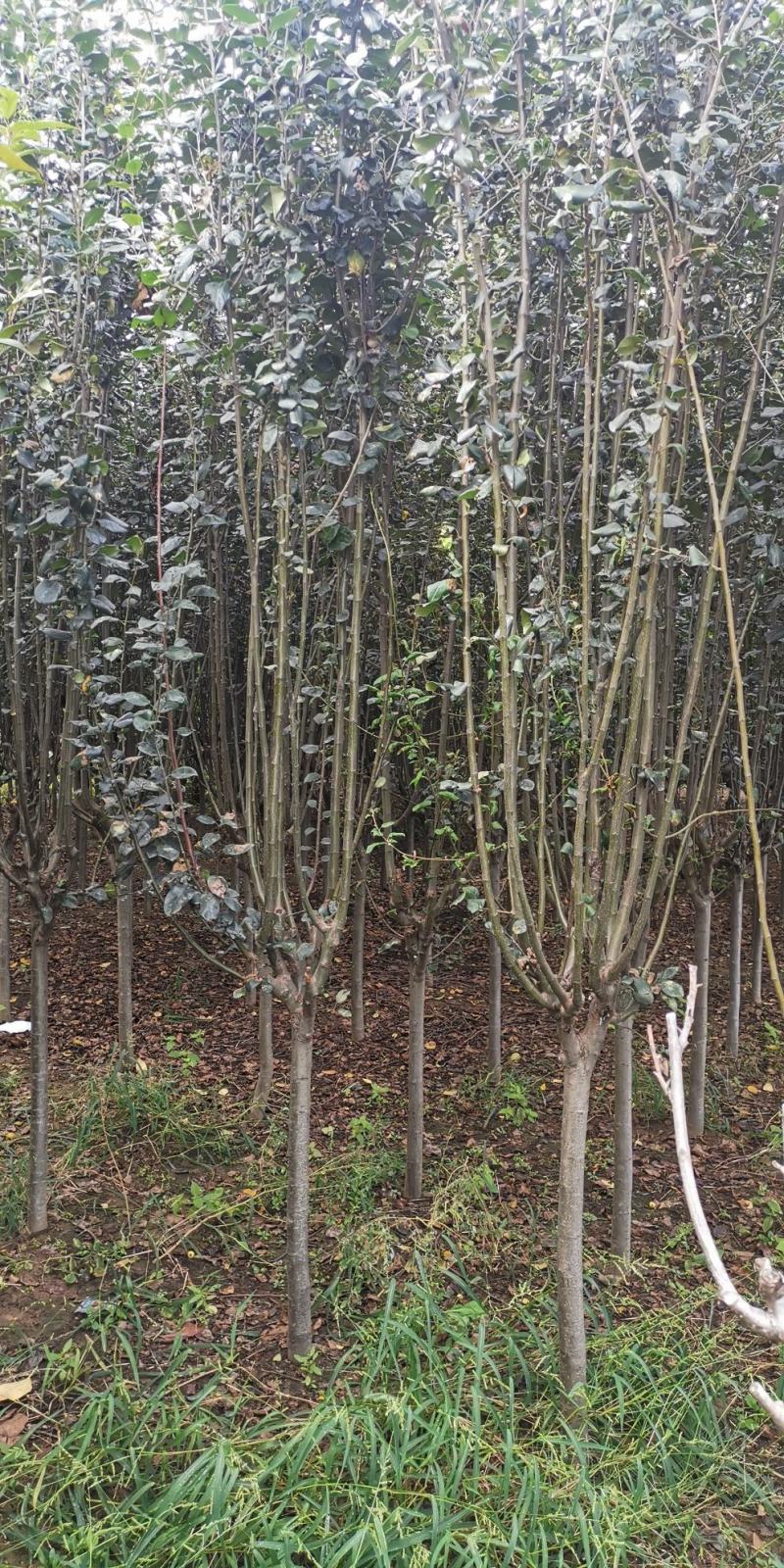 西府海棠6~8cm4~6cm4~6cm