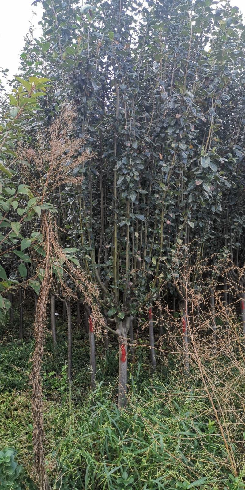西府海棠6~8cm4~6cm4~6cm