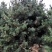 华山松2~2.5m，3-3.5米华山松价格，4-5米