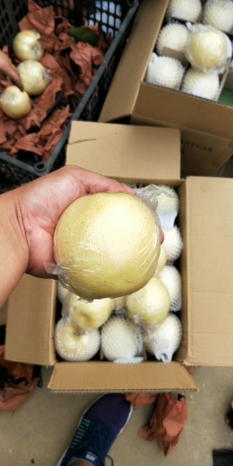 【热卖中】黄金梨口感甜脆个头大糖分足价格便宜产地一手货源