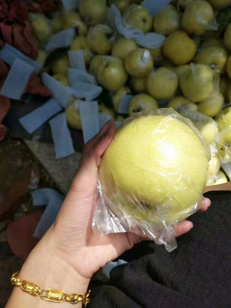 【热卖中】黄金梨口感甜脆个头大糖分足价格便宜产地一手货源