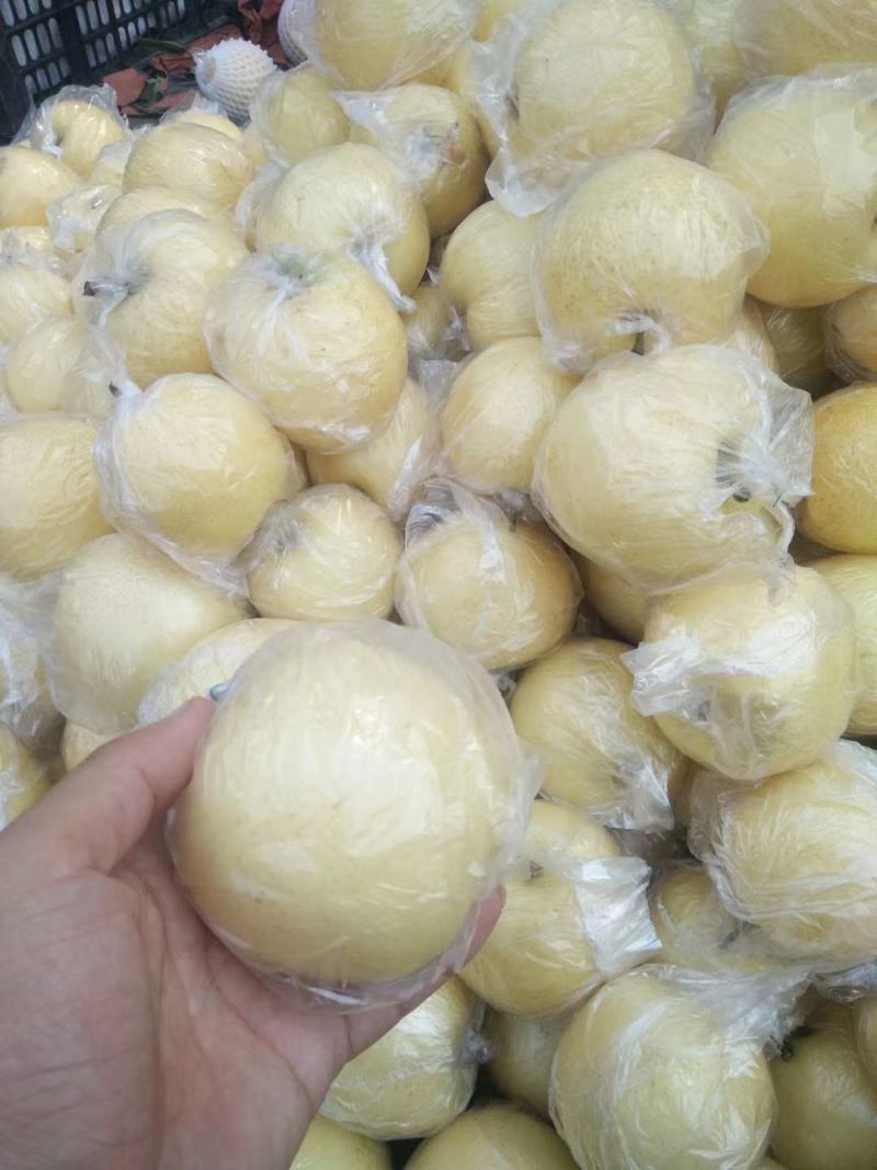 【热卖中】黄金梨口感甜脆个头大糖分足价格便宜产地一手货源