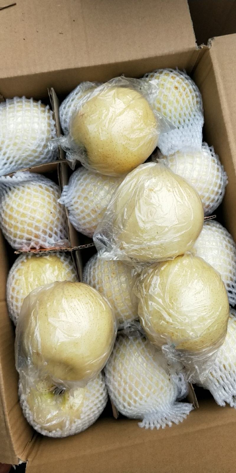 【热卖中】黄金梨口感甜脆个头大糖分足价格便宜产地一手货源