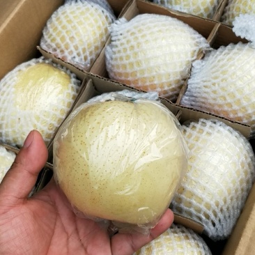 【热卖中】黄金梨口感甜脆个头大糖分足价格便宜产地一手货源