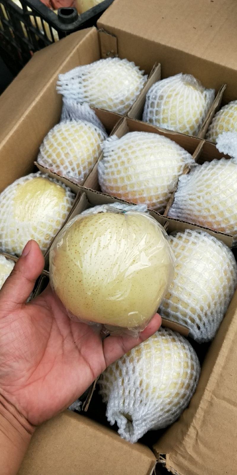 【热卖中】黄金梨口感甜脆个头大糖分足价格便宜产地一手货源