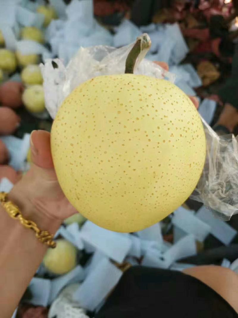 【热卖中】黄金梨口感甜脆个头大糖分足价格便宜产地一手货源