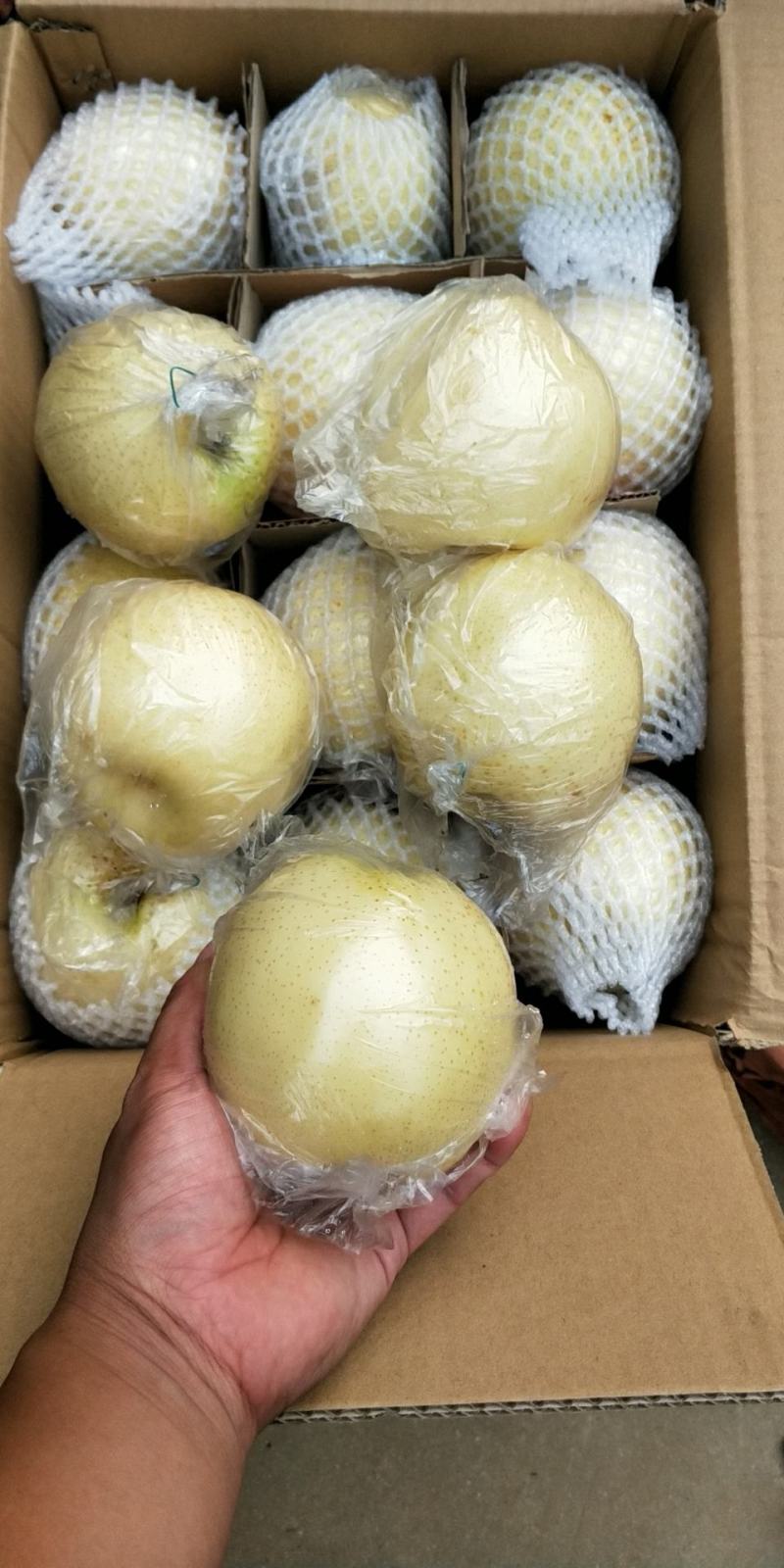 【热卖中】黄金梨口感甜脆个头大糖分足价格便宜产地一手货源