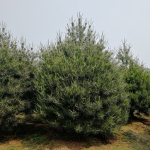 白皮松2~2.5m，3-3.5米白皮松多少钱，4米