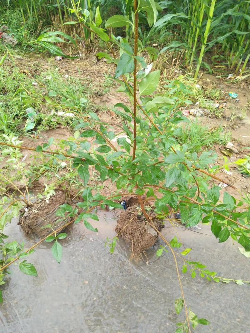 连翘杯苗绛县。绿化苗木农户直供一手货源。药用连翘苗