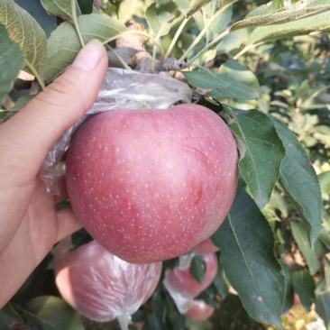 【热卖中】膜袋红星苹果口感脆甜色泽鲜艳质量保证货源充足
