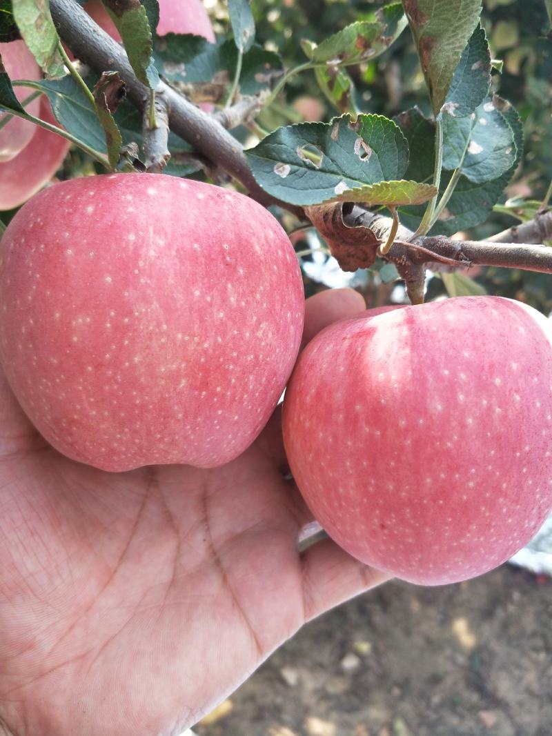 【热卖中】膜袋红星苹果口感脆甜色泽鲜艳质量保证货源充足