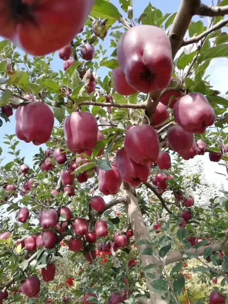 甘肃天水花牛苹果果园新鲜发货