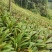 白芨块茎，苗，产地供货，欢迎光临。