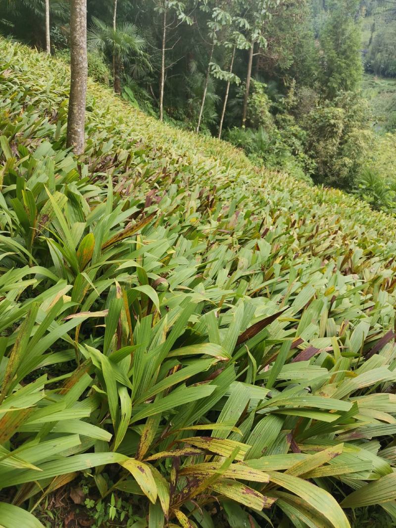白芨块茎，苗，产地供货，欢迎光临。