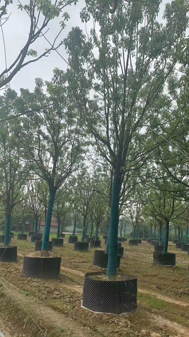 大量出售5-50公分香樟。全冠香樟。各种规格。欢迎咨询。