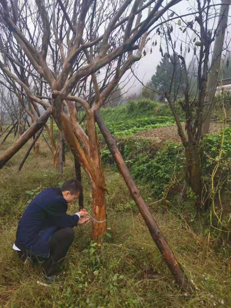 大量出售紫薇。3-20公分。有需要的老板欢迎咨询。