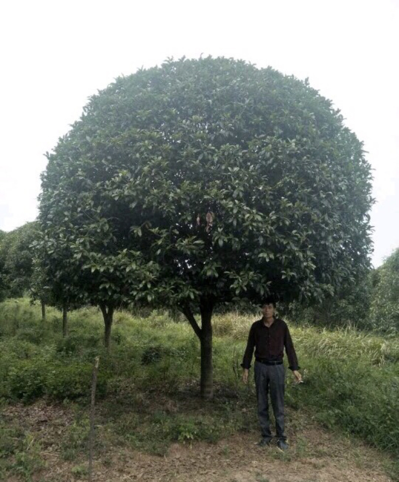 桂花大量出售。2-30公分。质量保证。欢迎咨询。
