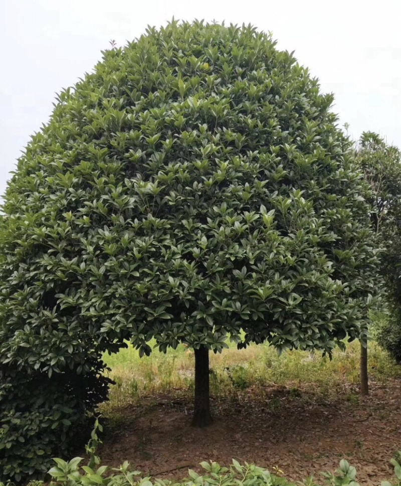 桂花大量出售。2-30公分。质量保证。欢迎咨询。