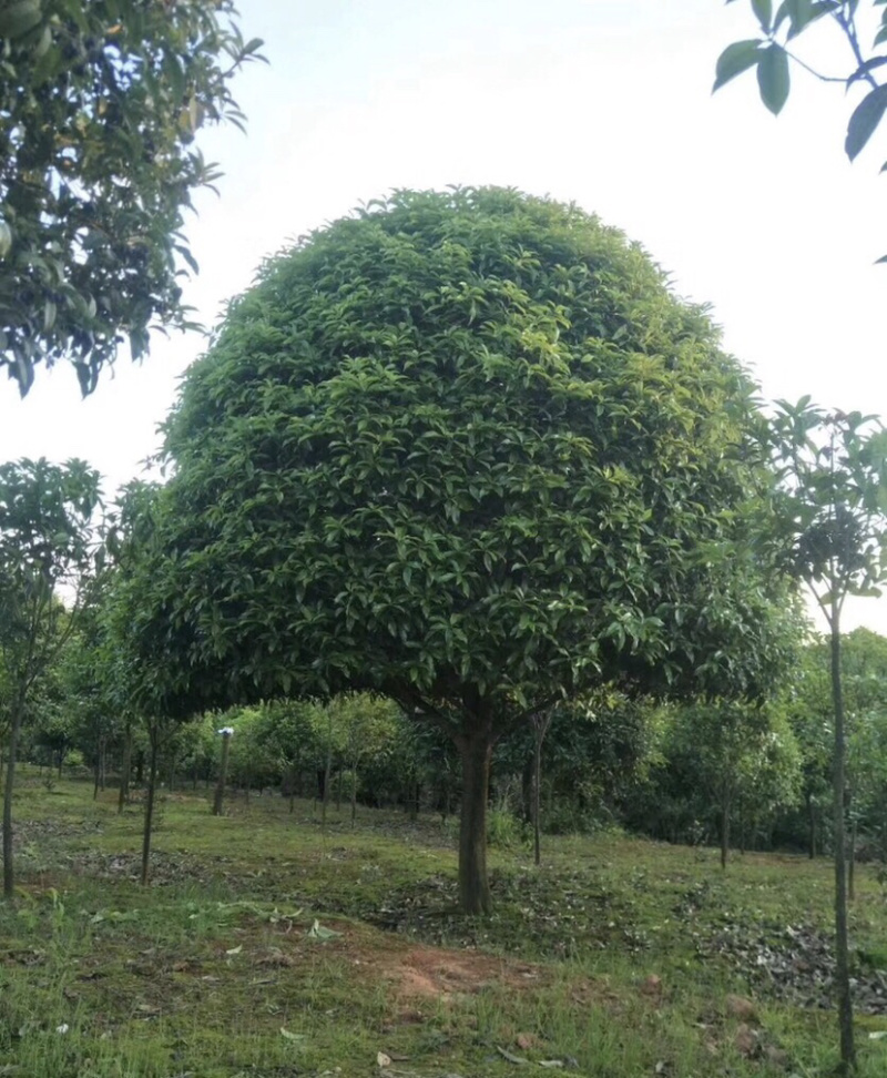 桂花大量出售。2-30公分。质量保证。欢迎咨询。