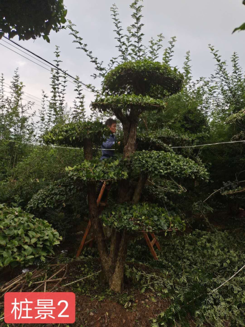 刺冬青造型，10-15-30都有货。质量保证。欢迎咨询。