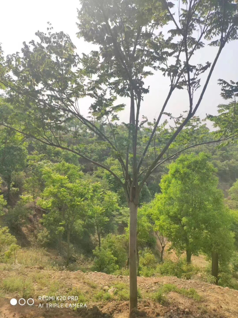 大量出售2-20公分栾树。湖北货源质量可靠，价格实惠。