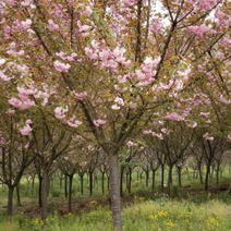 樱花大量出售8-15公分。质量保证。价格实惠。欢迎咨询。