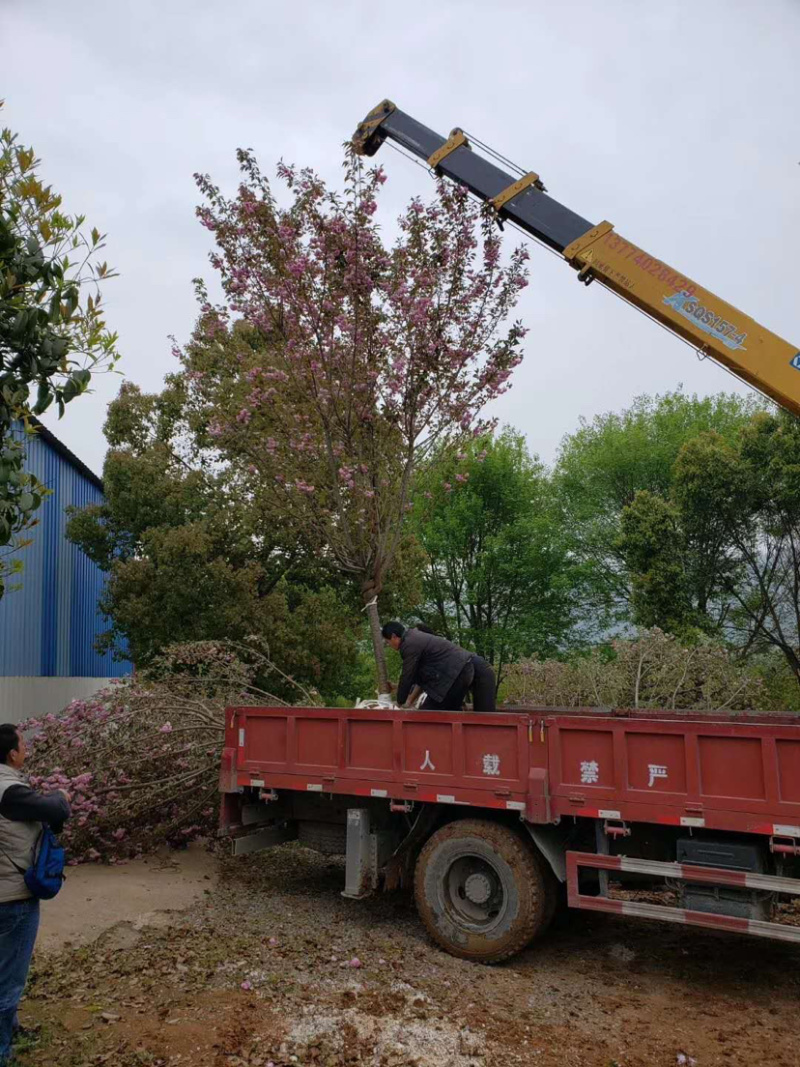 樱花大量出售8-15公分。质量保证。价格实惠。欢迎咨询。