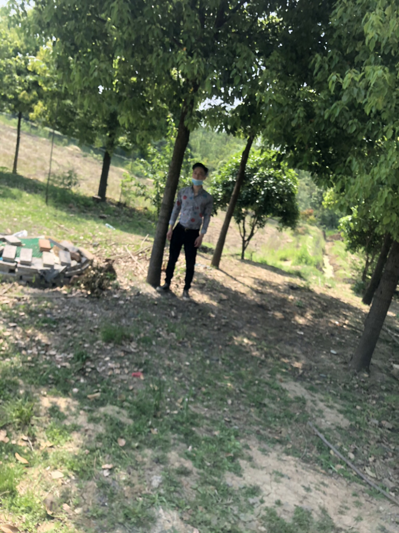 香樟10-20公分。全冠香樟。价格便宜。欢迎老板咨询。