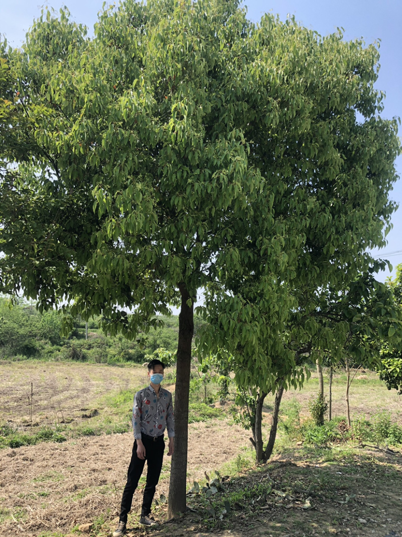 香樟10-20公分。全冠香樟。价格便宜。欢迎老板咨询。