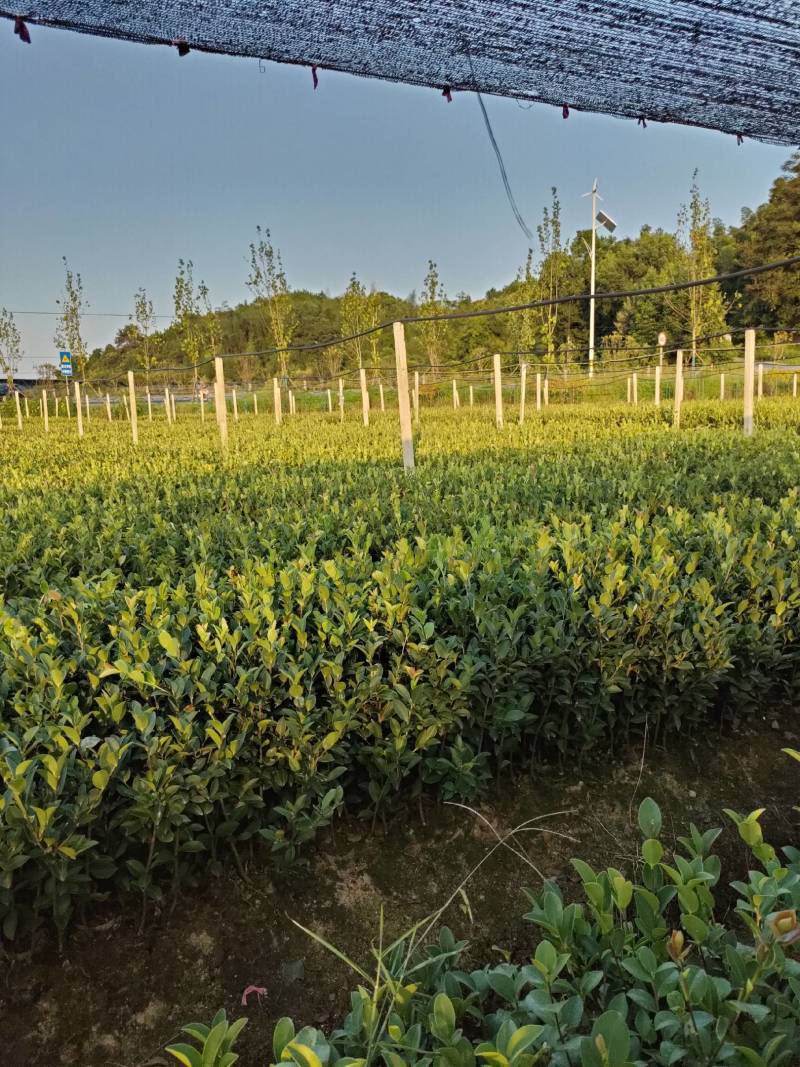 湘林糸油茶苗，嫁接良种高产，出油率很高