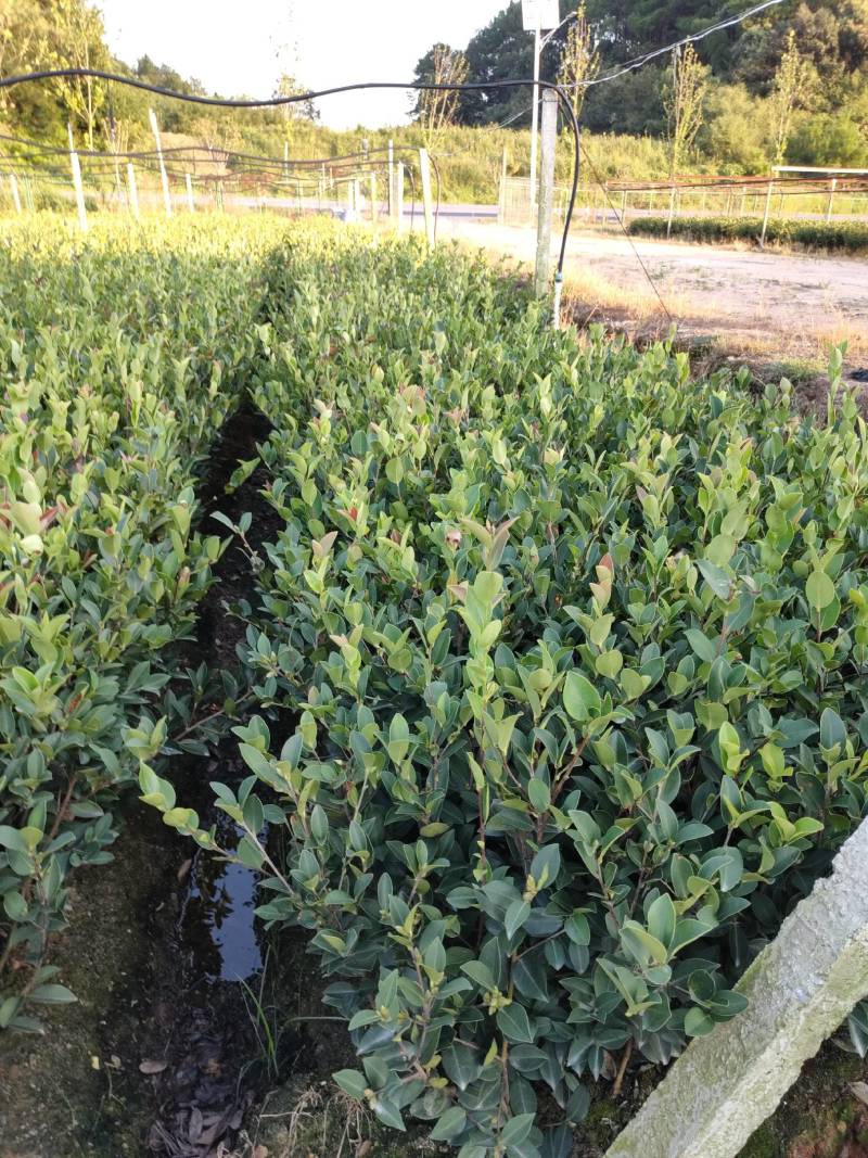 湘林糸油茶苗，嫁接良种高产，出油率很高