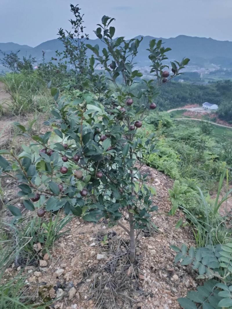 湘林糸油茶苗，嫁接良种高产，出油率很高