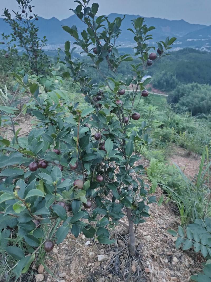 湘林糸油茶苗，嫁接良种高产，出油率很高
