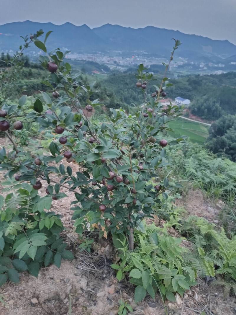湘林糸油茶苗，嫁接良种高产，出油率很高