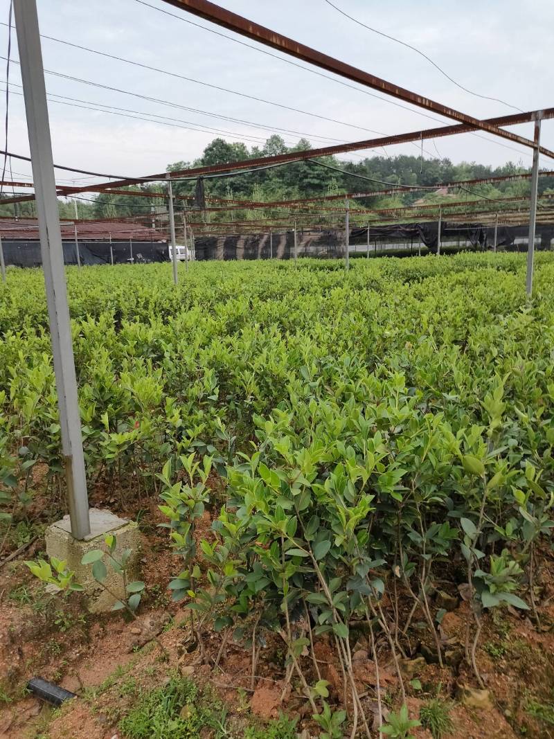 油茶苗30~50cm，湘林糸，关林糸，分枝多，地径粗，