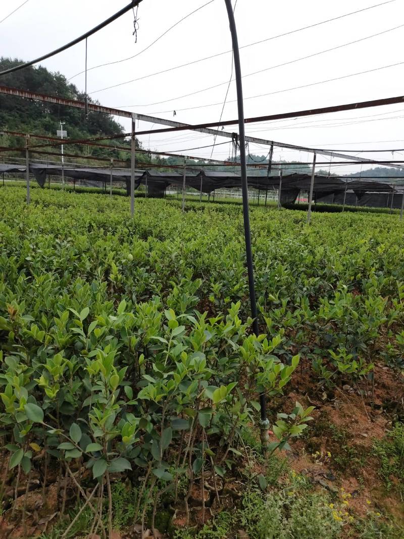 油茶苗30~50cm，湘林糸，关林糸，分枝多，地径粗，
