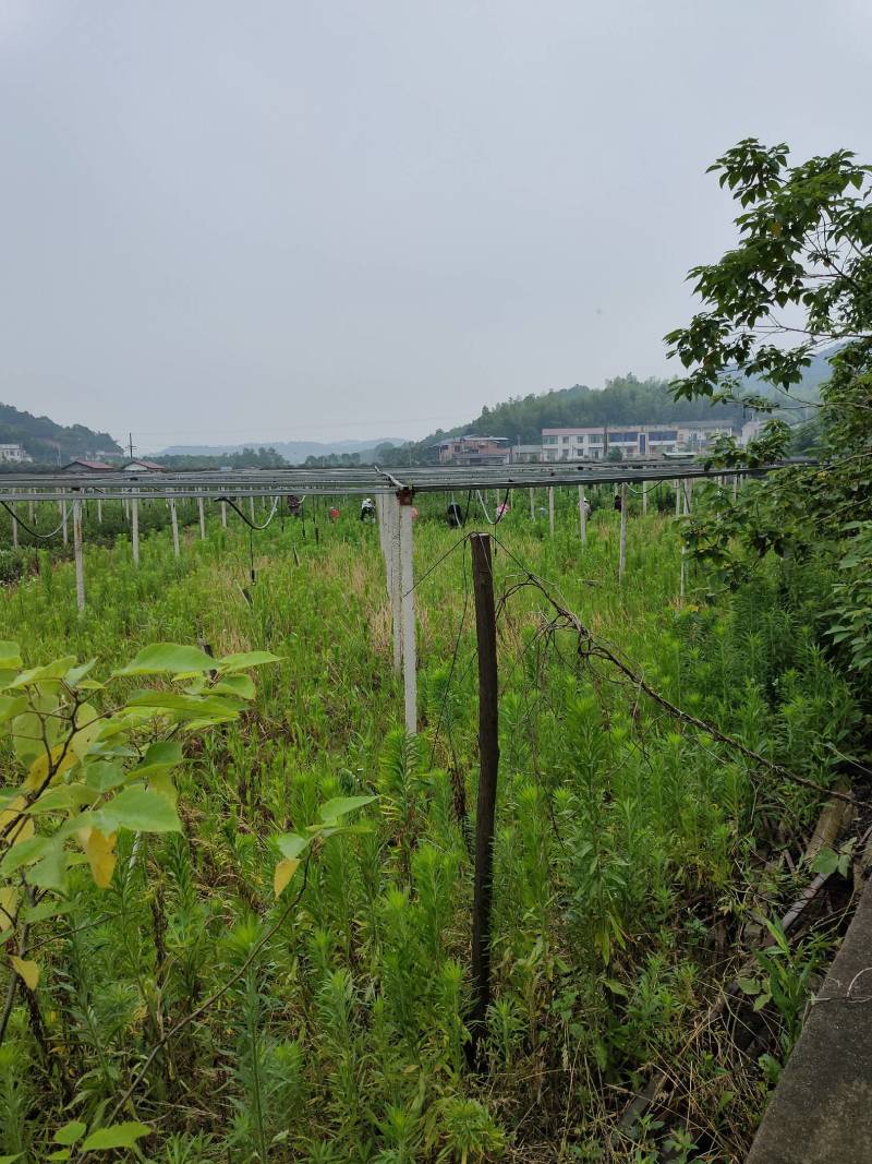 油茶苗30~50cm，湘林糸，关林糸，分枝多，地径粗，