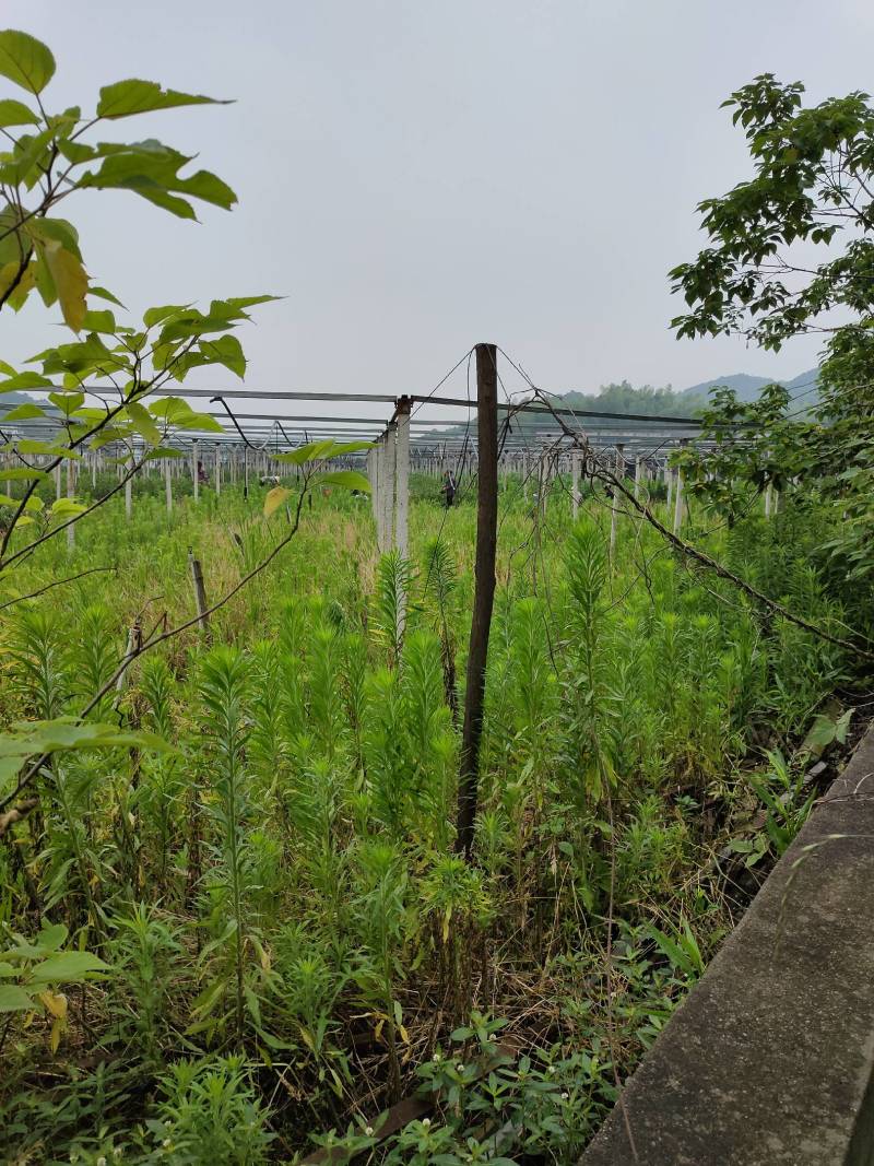 油茶苗30~50cm，湘林糸，关林糸，分枝多，地径粗，