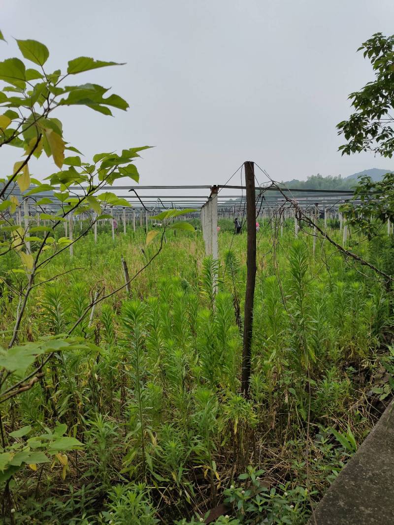 油茶苗30~50cm，湘林糸，关林糸，分枝多，地径粗，