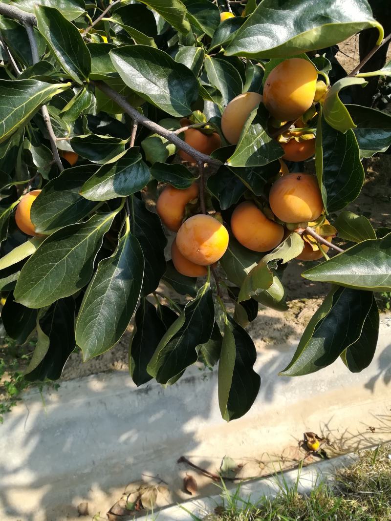 山西运城柿子已开始大量上市了