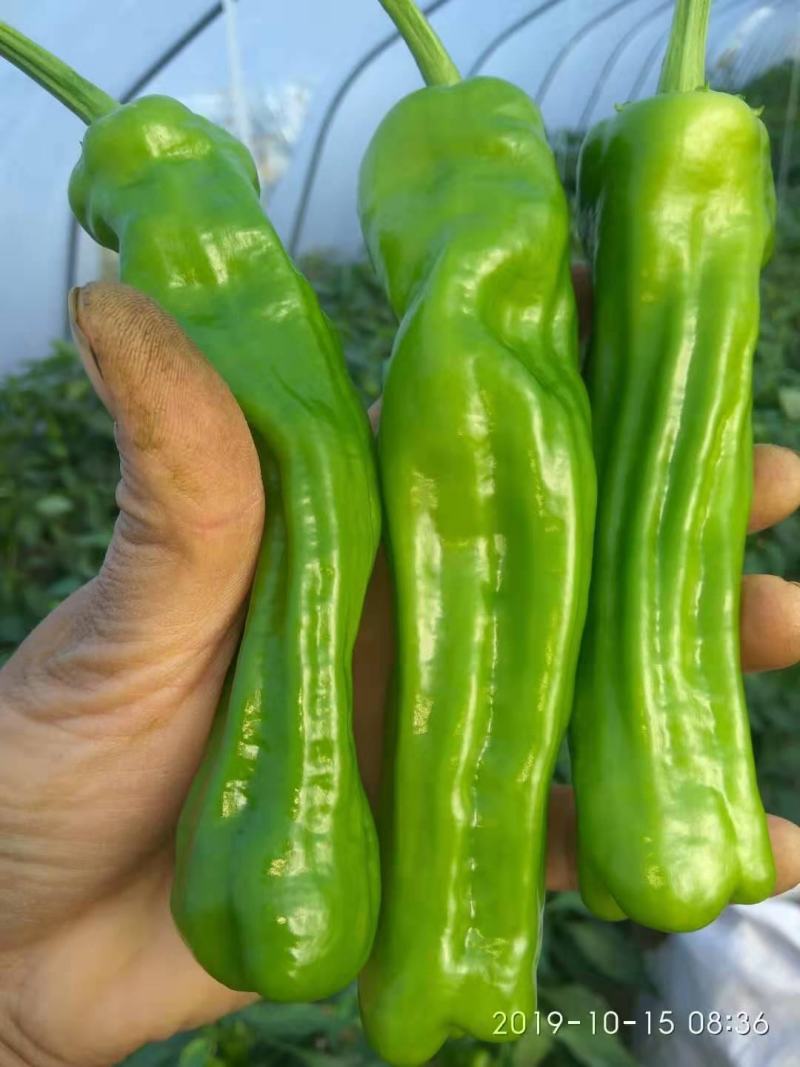产地直供，精品大苏椒，薄皮椒各种辣椒，，，