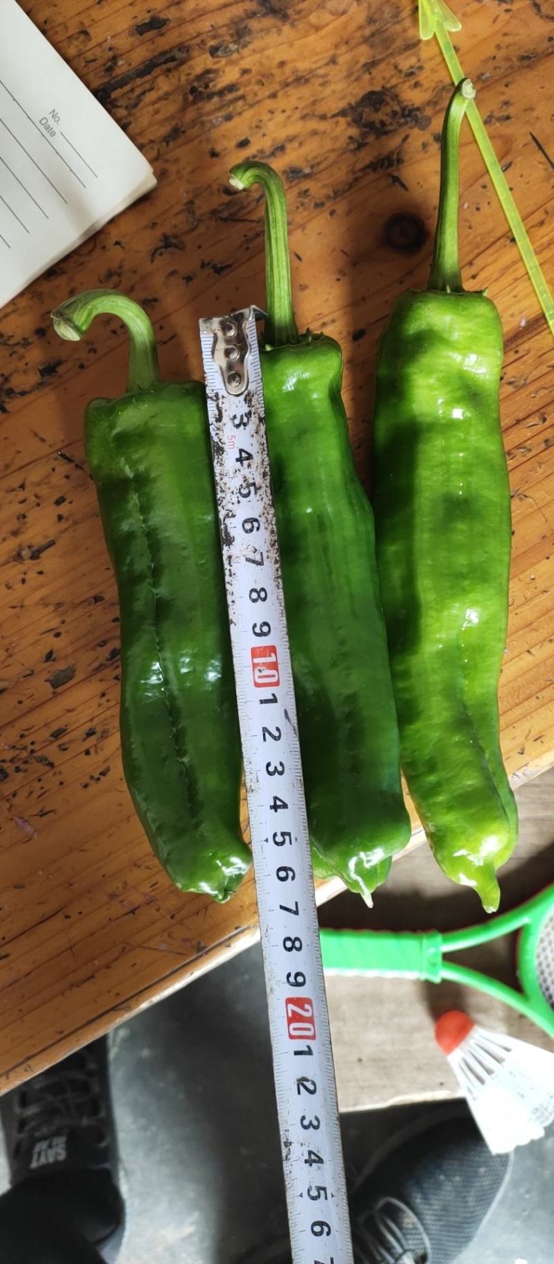 产地直供，精品大苏椒，薄皮椒各种辣椒，，，