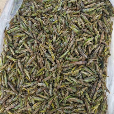 新鲜蚂蚱，冷冻，一箱净重1.4斤，20/箱出货，绿色无污