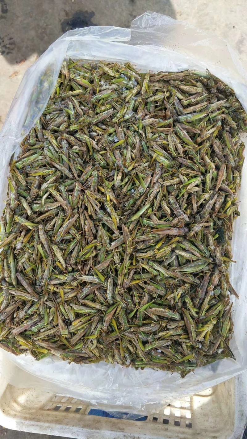 新鲜蚂蚱，冷冻，一箱净重1.4斤，20/箱出货，绿色无污