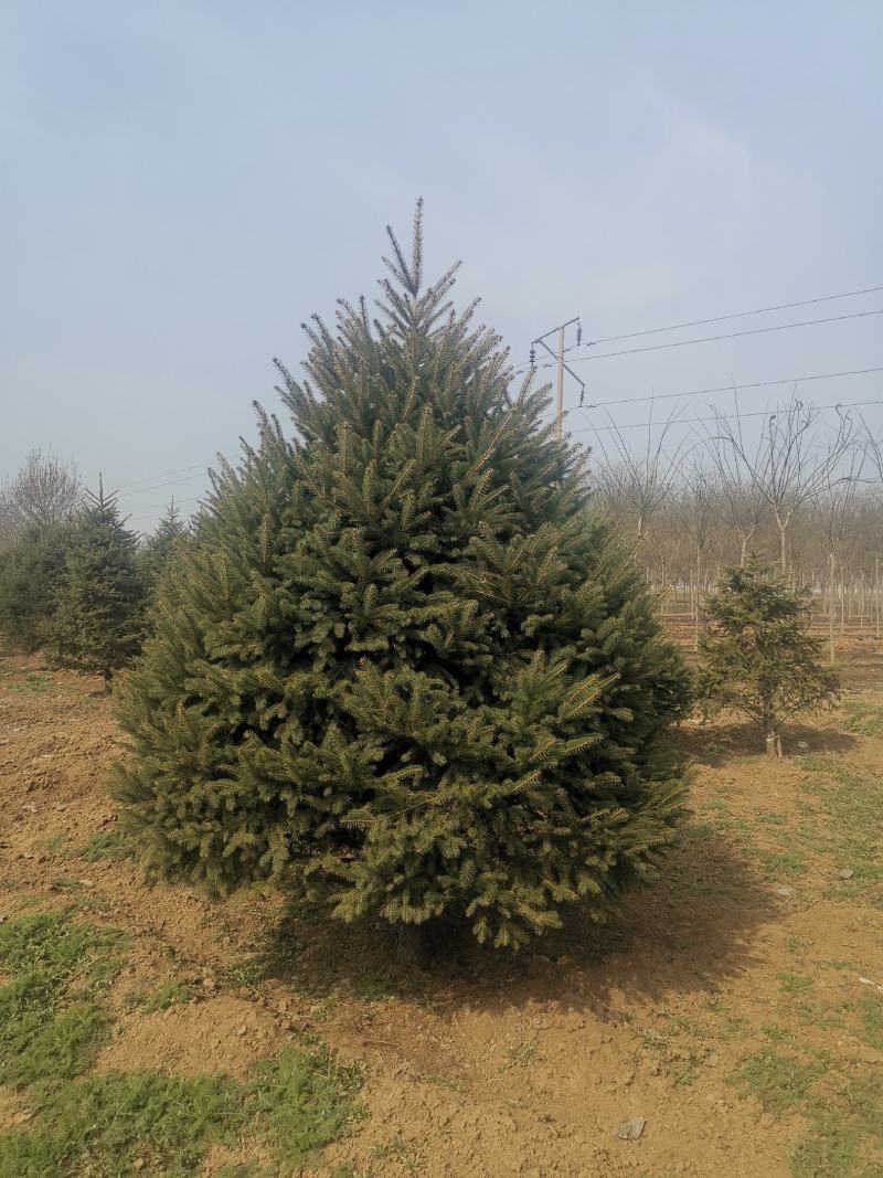 红皮云杉10~12cm6~8cm3.5~4米