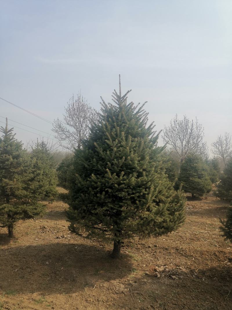 红皮云杉10~12cm6~8cm3.5~4米